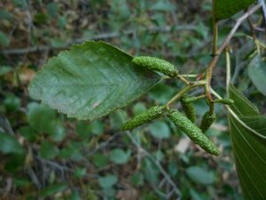 Alnus rhombifolia Bud